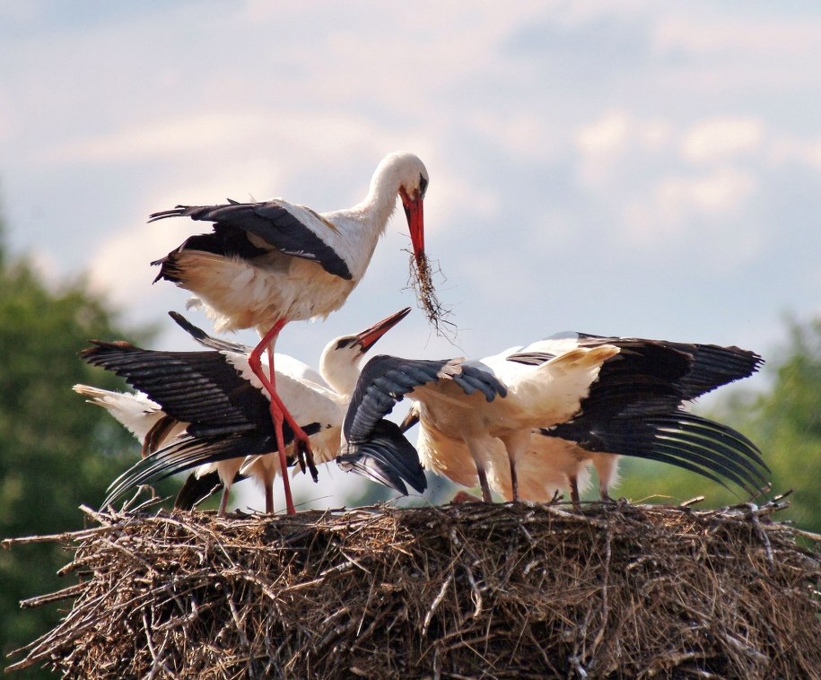 Bociany w Żywkowie /zdjęcie archiwalne/ /Zenon Zyburtowicz /PAP