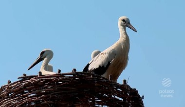 Bociany wracają do Polski. Pierwsze ptaki rozpoczęły przygotowania