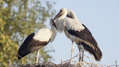 Bociany wracają na Wyspy Brytyjskie po 600 latach 