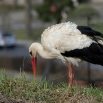 Bociany wracają wcześniej niż zwykle. Dlaczego tak się dzieje?