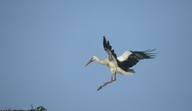 Bociany wreszcie ruszyły z Afryki, ale jest kłopot. W Turcji czeka je niespodzianka