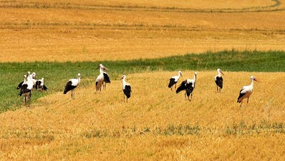 Bociany wyleciały do Polski. Wiosna coraz bliżej