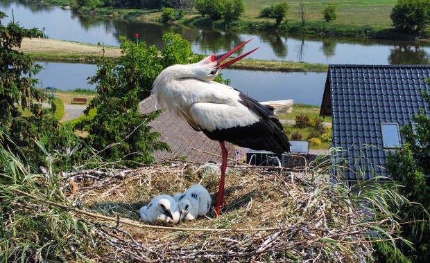 Bociany wyrzucają młode z gniazd. Ornitolog tłumaczy, dlaczego