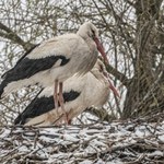 Bociany zaczęły swoją wędrówkę. Czeka je powtórka z 2023 roku?