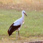 bociany Bociany zmieniły zachowanie. Naukowcy obserwują pierwsze sygnały
