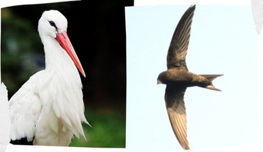 Bociany znikają, ale nie zaczynają ptasich odlotów. Inne już poleciały
