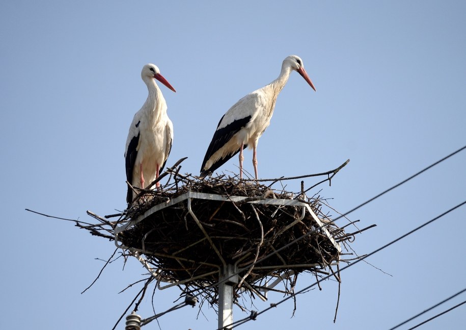 Bociany /Darek Delmanowicz /PAP