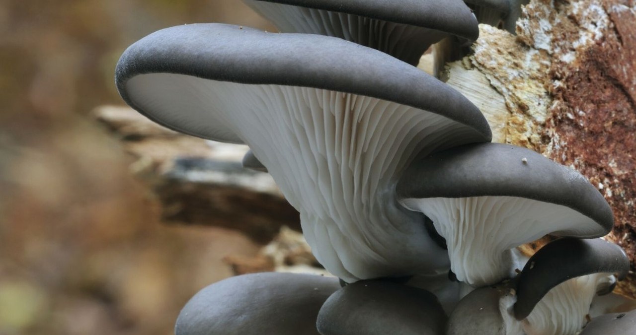 Boczniak ostrygowaty jest smacznym grzybem, cenionym za właściwości zdrowotne /Philippe Clément /East News