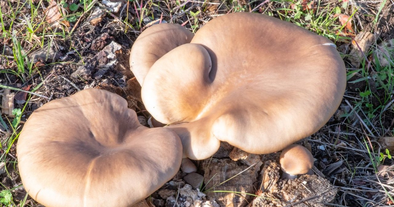 Boczniak ostrygowaty to jadalny grzyb zimowy, który zachwyca smakiem /Don Loarie /CC-BY 4.0