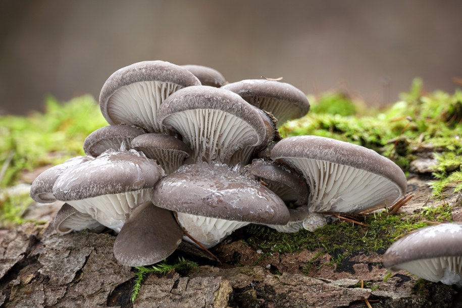 Boczniak /Shutterstock