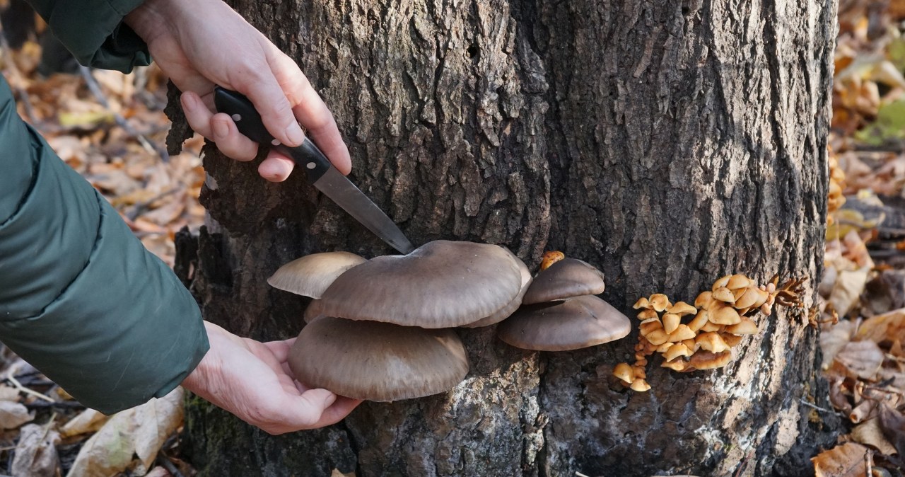 Boczniaki można zbierać nawet zimą. /123RF/Picsel, 123RF/Picsel /Pixel