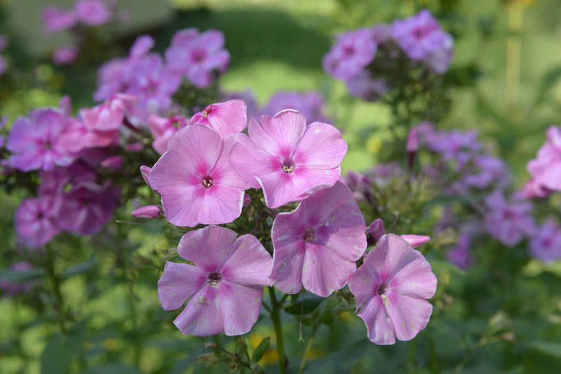 Geraniums come in different types and varieties / Przemysław Fiszer / East News