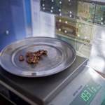 Bogacili się, wydobywając złoto ze skarbu natury. Wielka akcja policji