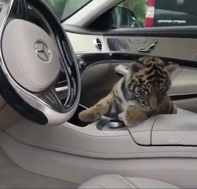 Bogate dziecko oligarchy chce tygrysa? Nie ma problemu /@RichRussianKids /Instagram