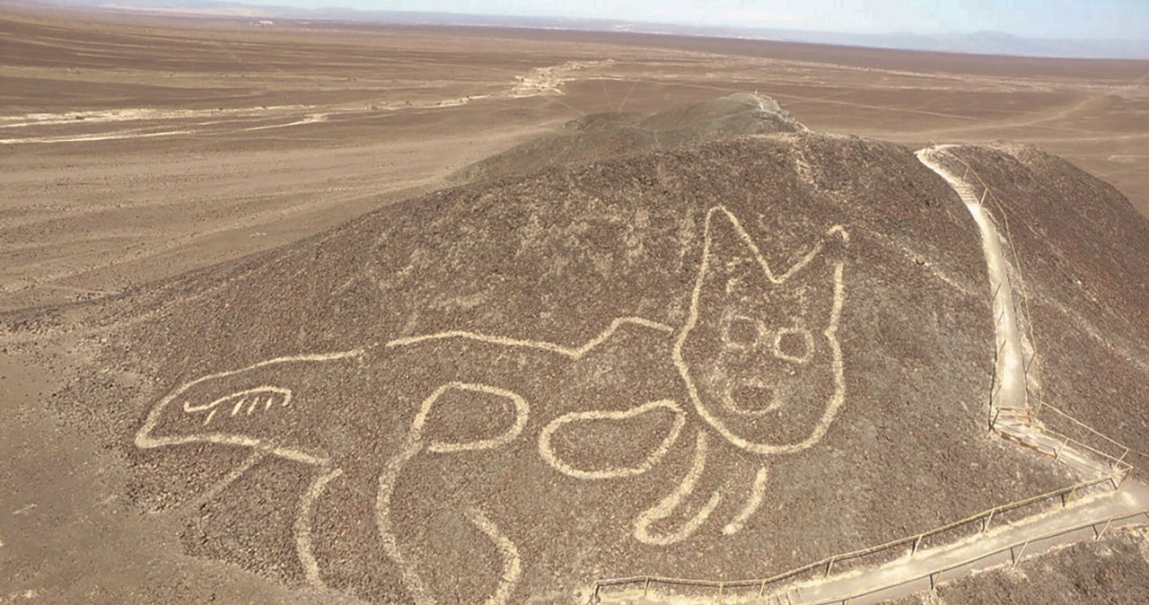 Bohaterem jednego z geoglifów z Nazca jest gigantyczny kot /foto: wikipedia /domena publiczna