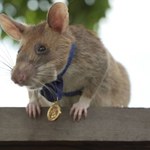 Bohaterski szczur Magawa nie żyje. Uratował wielu ludzi