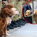 Bohaterskie psy wróciły z Turcji. Teraz wypoczywają w psim spa