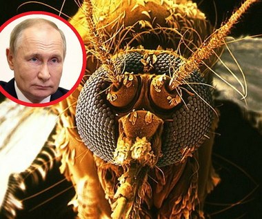 "Bojowe komary" ruszą na armię Putina? Rosjanie wpadają w paranoję