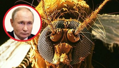 "Bojowe komary" ruszą na armię Putina? Rosjanie wpadają w paranoję