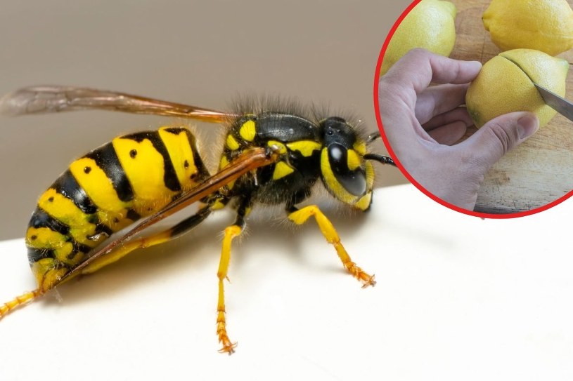 Ból i opuchlizna odejdą w niepamięć. Sposób na użądlenie z babcinej apteczki