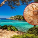 pająk Bóle jak z piekła, skóra pali jak ogień. Ten pająk może zrujnować twoje zdrowie na wakacjach