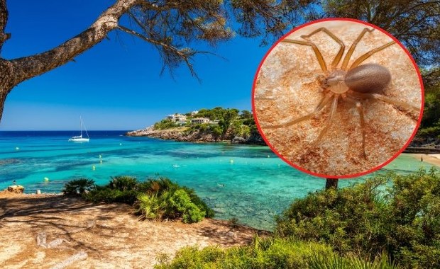 Bóle jak z piekła, skóra pali jak ogień. Ten pająk może zrujnować twoje zdrowie na wakacjach