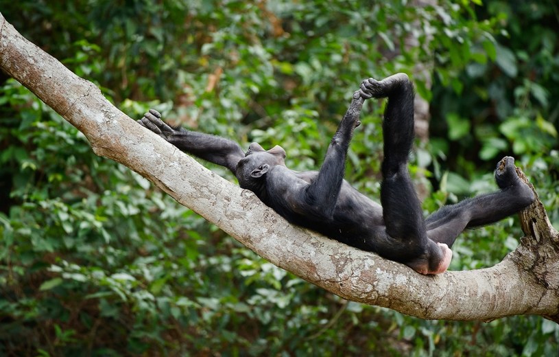 Bonobo uwielbiają się relaksować na każdy z możliwych sposobów /123RF/PICSEL