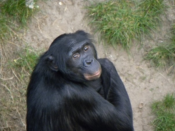 Bonobo /Elisa Demuru /Materiały prasowe