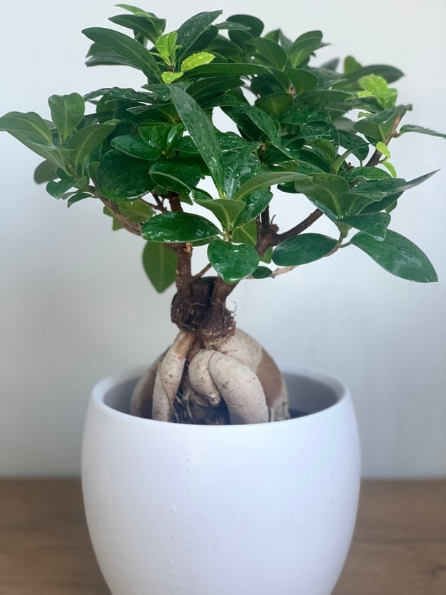 Bonsai ficus ginseng /Magdalena Grajnert /RMF FM