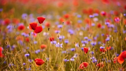 Boom na poletka w Krakowie