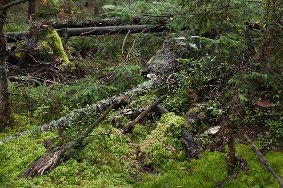 Bór bagienny w dolinie rzeki Smarkatej (foto: Regionalna Dyrekcja Lasów Państwowych w Lublinie/Podkarpackie Towarzystwo Przyrodników "Wolne rzeki") /