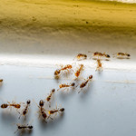 Boraks - tajemniczy składnik na mrówki w domu