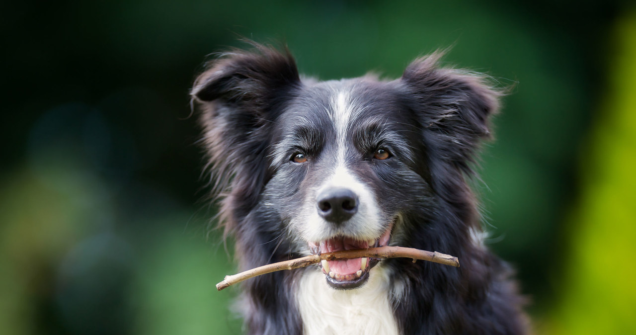 Border Collie /123/RF PICSEL /123RF/PICSEL