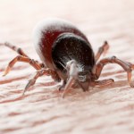 borelioza Borelioza odejdzie do przeszłości? Pfizer ma szczepionkę