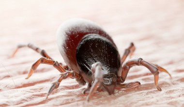Borelioza odejdzie do przeszłości? Pfizer ma szczepionkę