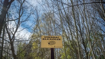 Borelioza. Wiadomo, gdzie jest najwięcej zakażonych kleszczy 