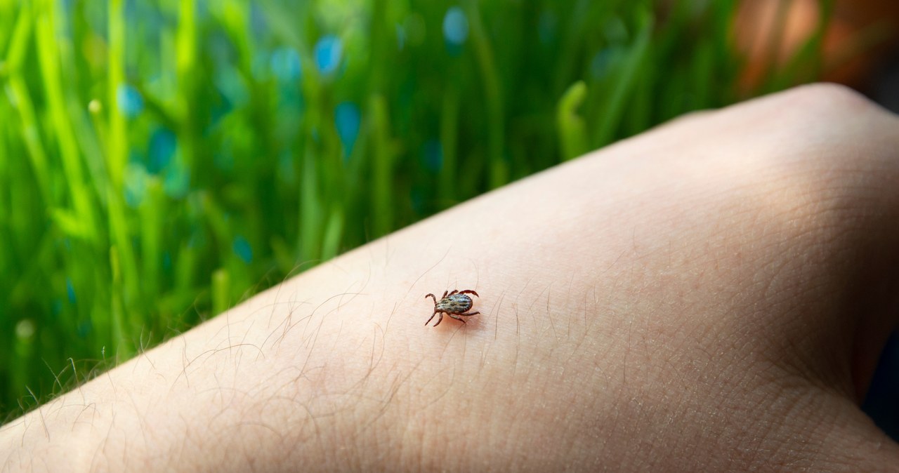 Boreliozę wywołują bakterie znajdujące się w jelitach kleszczy /123RF/PICSEL