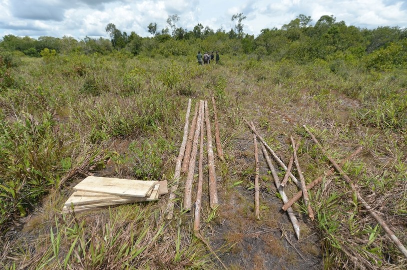 Borneo. Tu kiedyś były lasy. /AFP