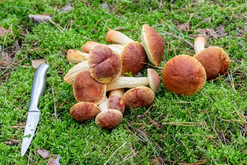 Borowik amerykański odznacza się małym kapeluszem i długim trzonem pokrytym charakterystycznym wzorem przypominającym korę /123RF/PICSEL