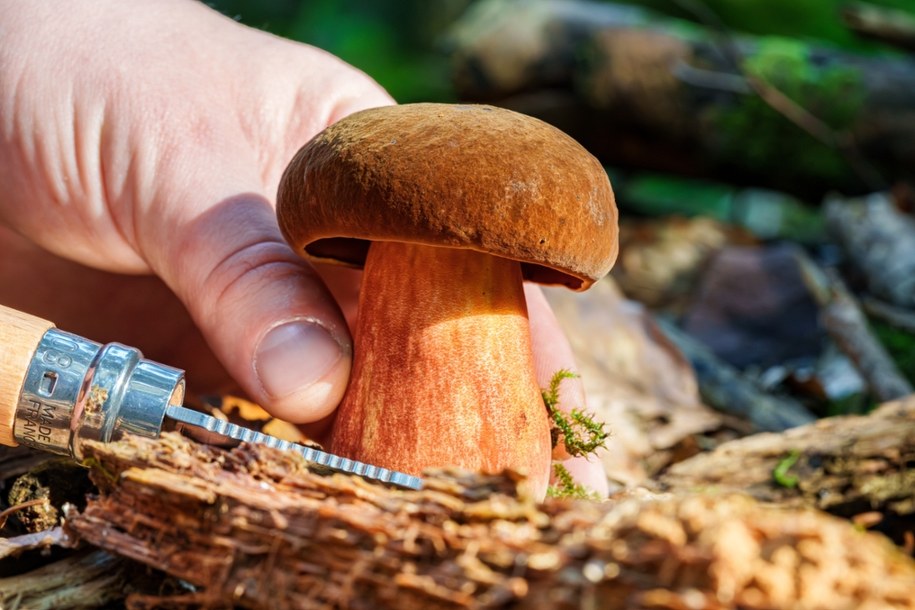 Pojawia się w lasach już w maju. Wielu go omija, a to jeden z najsmaczniejszych borowików