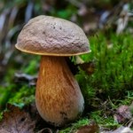 Borowik ceglastopory wymaga odpowiedniego przygotowania. Co trzeba wiedzieć?
