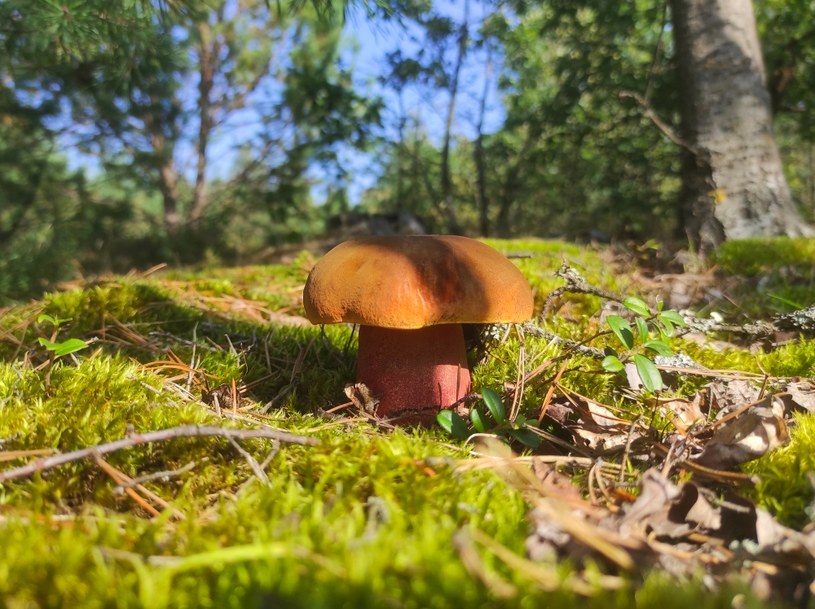 Borowik szatański bywa mylony z prawdziwkiem /123RF/PICSEL