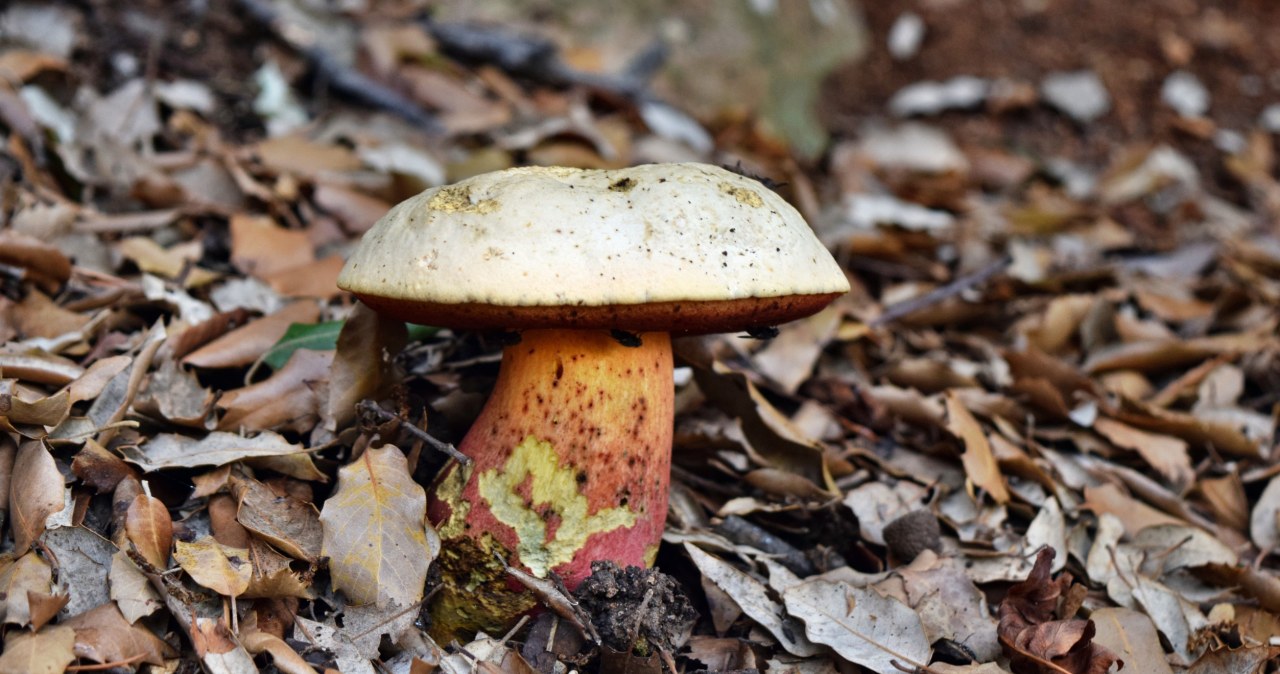 Borowik szatański ma znacznie jaśniejszą barwę kapelusza, aniżeli ceglastopory /123RF/PICSEL