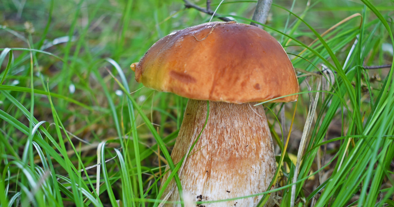 Borowik szlachetny jest jednym z najsmaczniejszych i najzdrowszych grzybów w polskich lasach. Niestety łatwo pomylić go z trującym szatanem... /123RF/PICSEL                 /123RF/PICSEL
