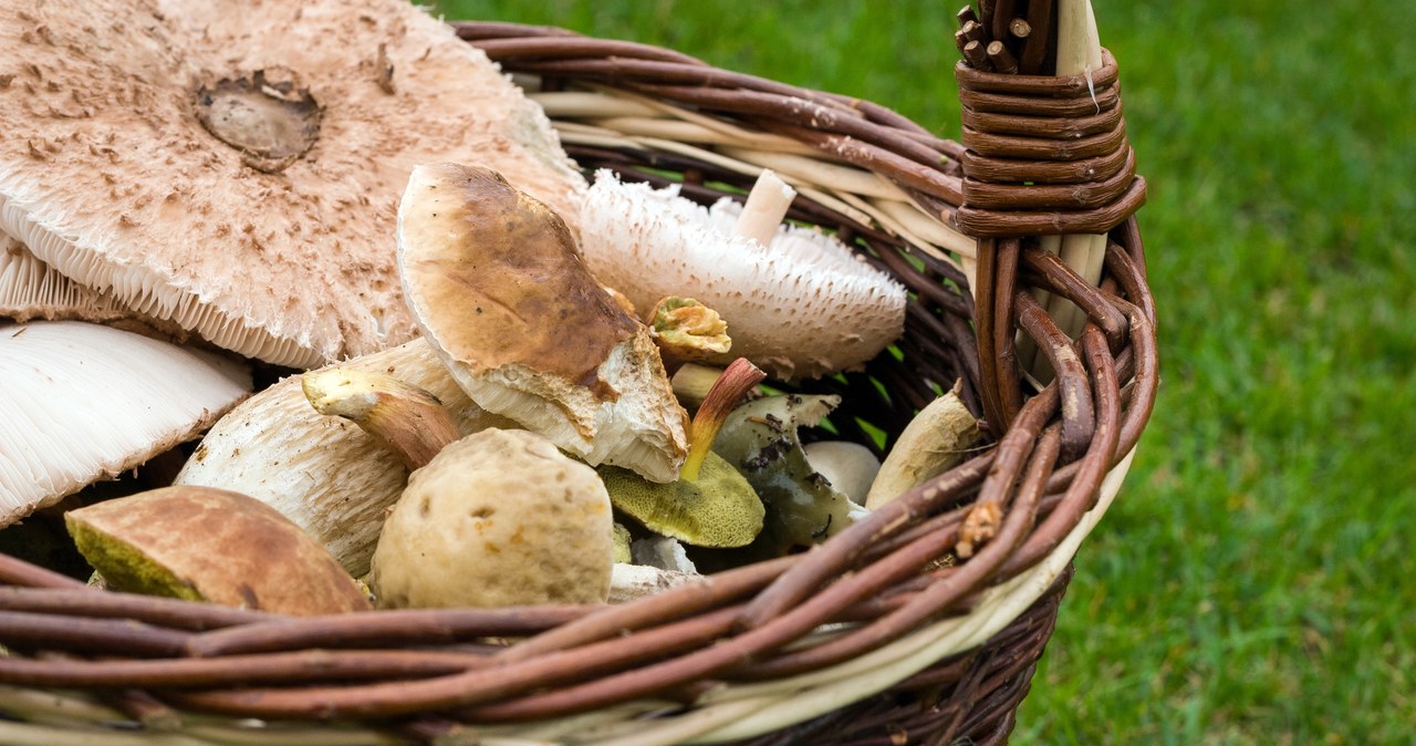 Borowik szlachetny to król polskich grzybów – symbol jesiennego grzybobrania i tradycji kulinarnej, który zachwyca smakiem i aromatem /123RF/PICSEL