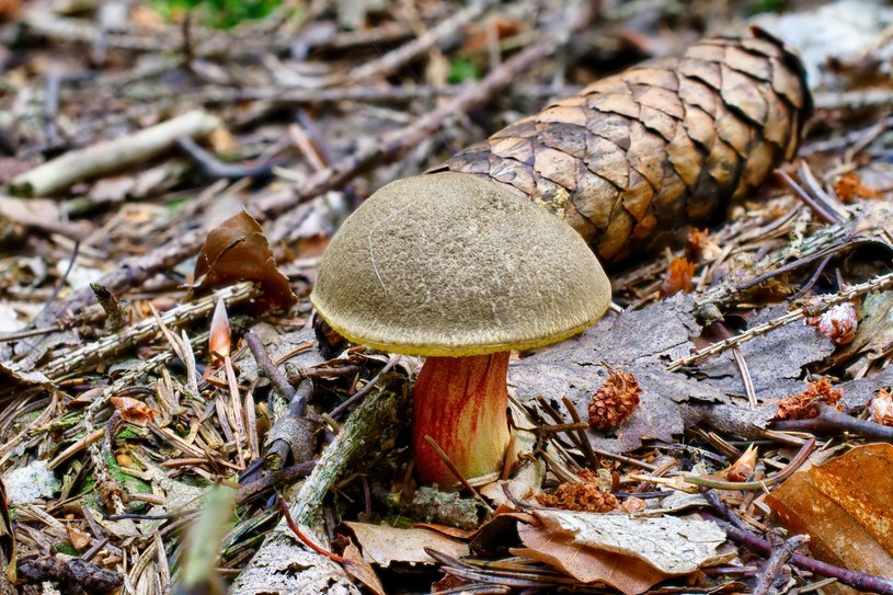 Borowik złotopory to grzyb często spotykany w lasach oraz parkach /123RF/PICSEL
