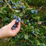 gleba Borówka amerykańska nie chce rosnąć? To może być wina gleby