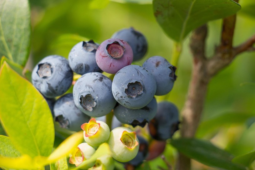 Borówka amerykańska znana jest dzięki zdrowym i smacznym owocom. Jak posadzić ją we własnym ogrodzie? /123RF/PICSEL