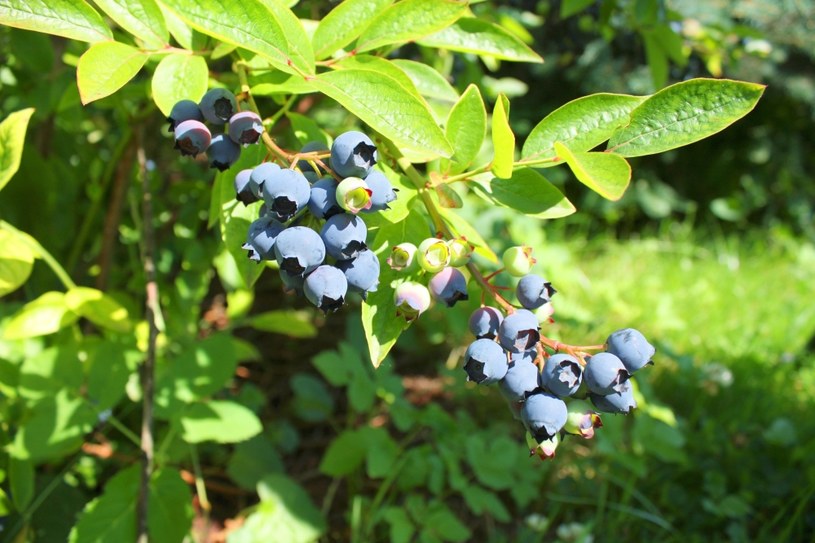 Borówka czarna to jeden z najsmaczniejszych letnich owoców /123RF/PICSEL
