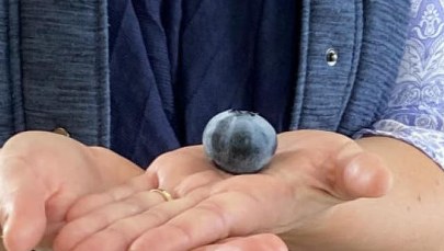 Borówka wielkości piłeczki pingpongowej w Księdze Rekordów Guinnessa